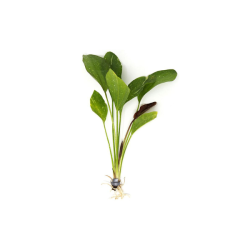 Osiris Sword Live Plant