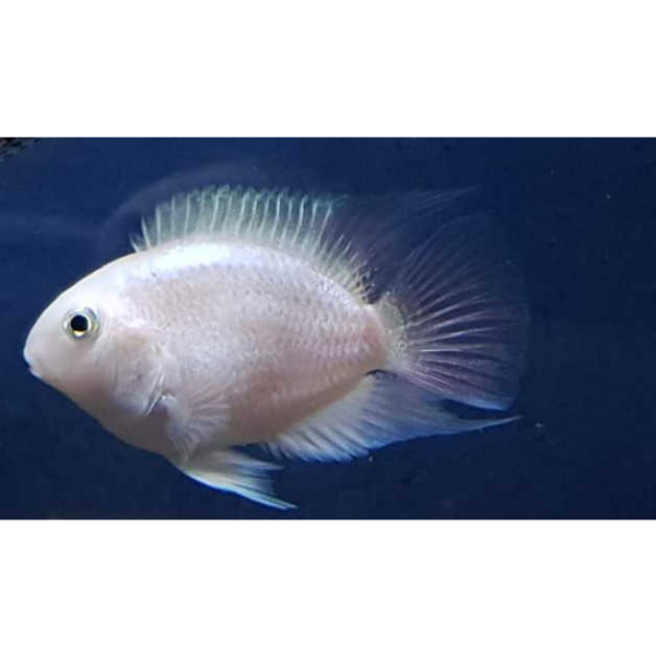 Parrot Cichlid Platinum