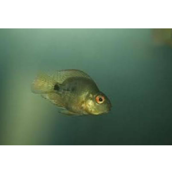 Parrot Cichlid Fire