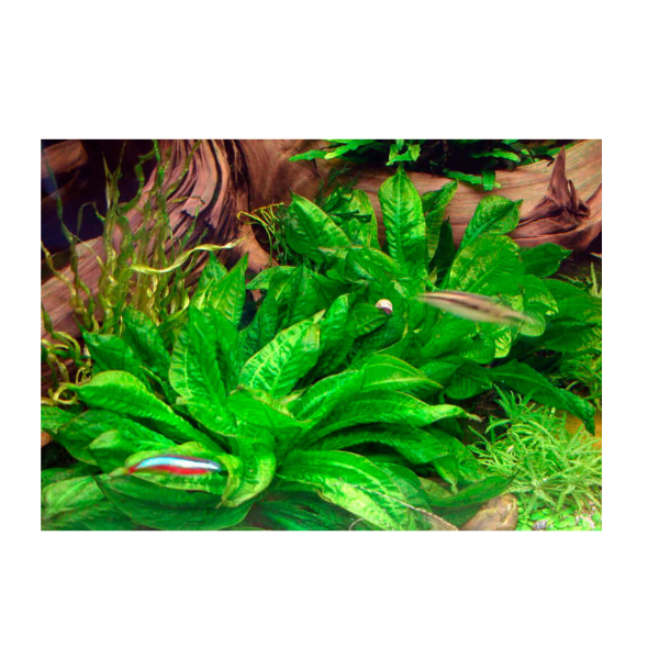Parviflorus Sword Live Plant - Image 2