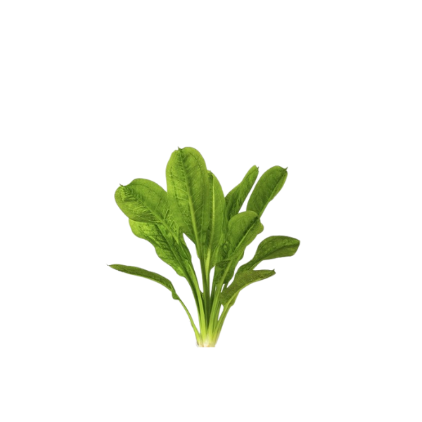 Parviflorus Sword Live Plant