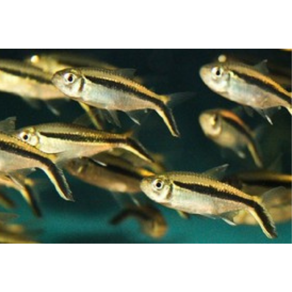 False Penguin Tetra