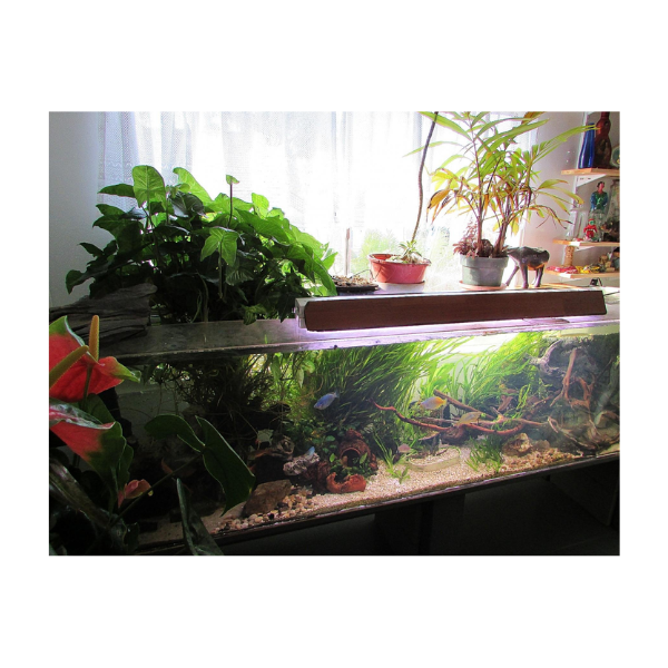Pink Stardust Terrarium Live Plant - Image 2