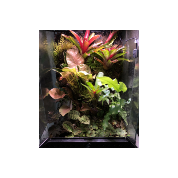 Pink Stardust Terrarium Live Plant - Image 3