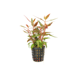 Red Hygrophila - Alternanthera reineckii Live Plant