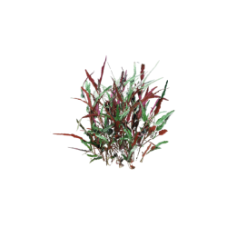 Red Sawtooth Terrarium Live Plant