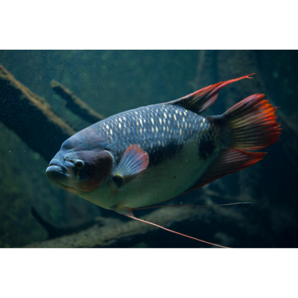 Red Tail Giant Gourami
