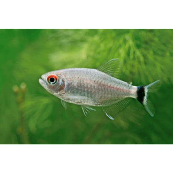 Redeye Tetra