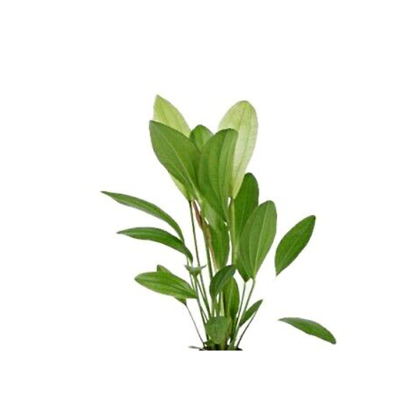 Rose Sword Live Plant