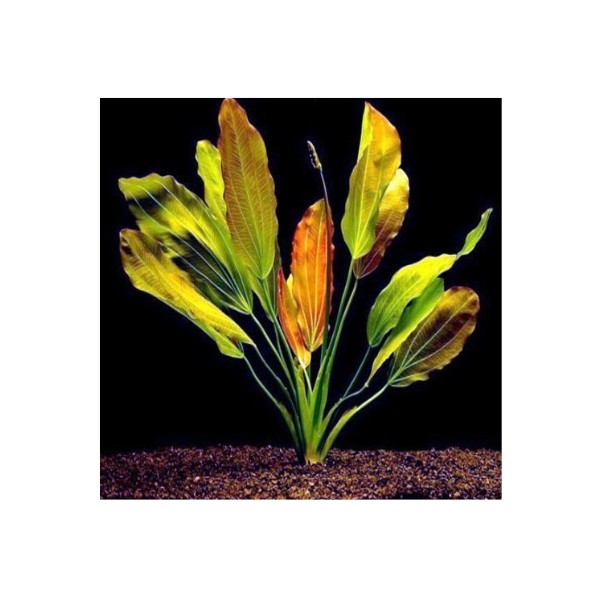 Rose Sword Live Plant - Image 2