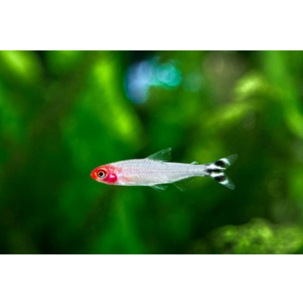 Rummynose Tetra