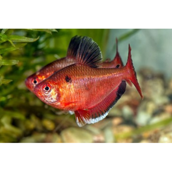 Serpae Tetra
