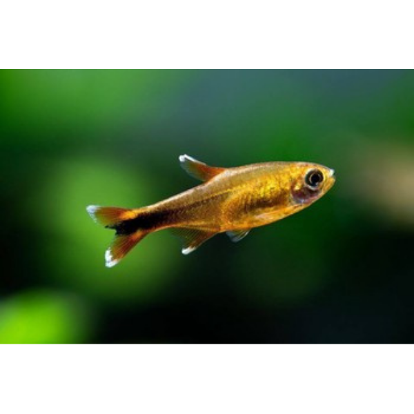 Silvertip Tetra