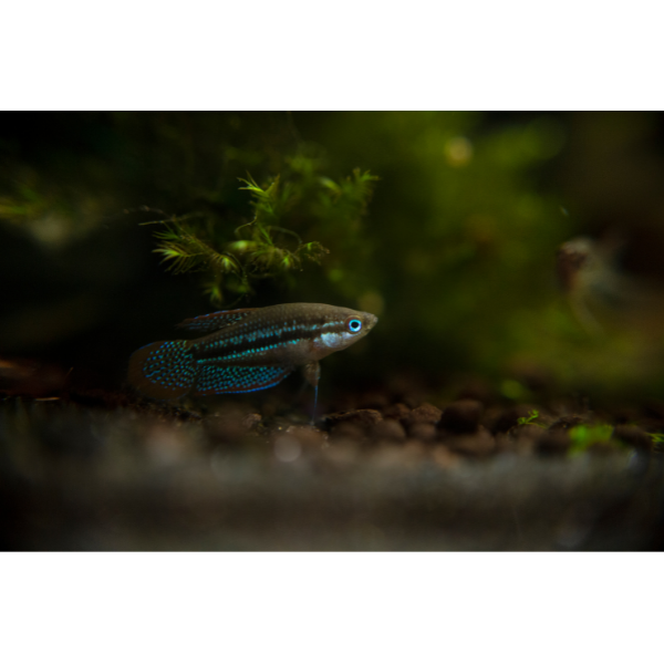 Sparkling Gourami