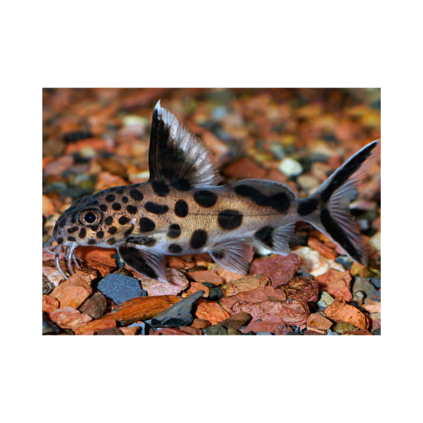 Synodontis Cuckoo