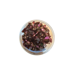 Tissue Culture - Alternanthera Reineckii 'Rosanervig' Live Plant
