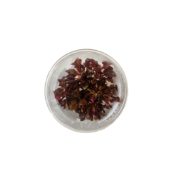 Tissue Culture - Alternanthera Reineckii Roseafolia Live plant