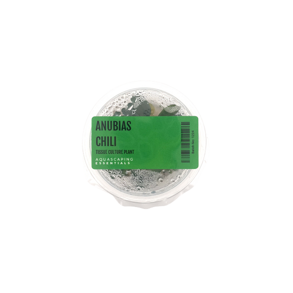 Tissue Culture - Anubias Chili