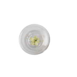 Tissue Culture - Anubias barteri var nana 'Pinto' Mini Cup Live Plant