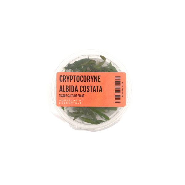 Tissue Culture - Cryptocoryne Albida Costata