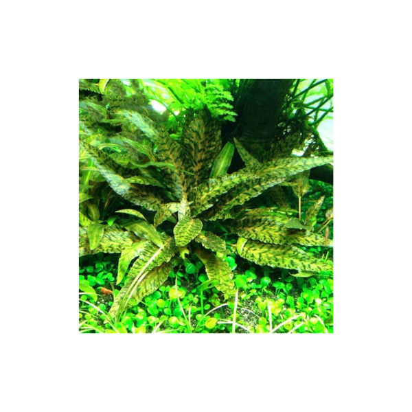 Tissue Culture - Cryptocoryne nurii Live Plant - Image 3