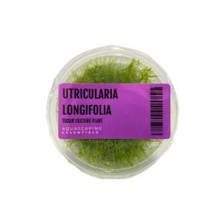 Tissue Culture - Utricularia Longifolia