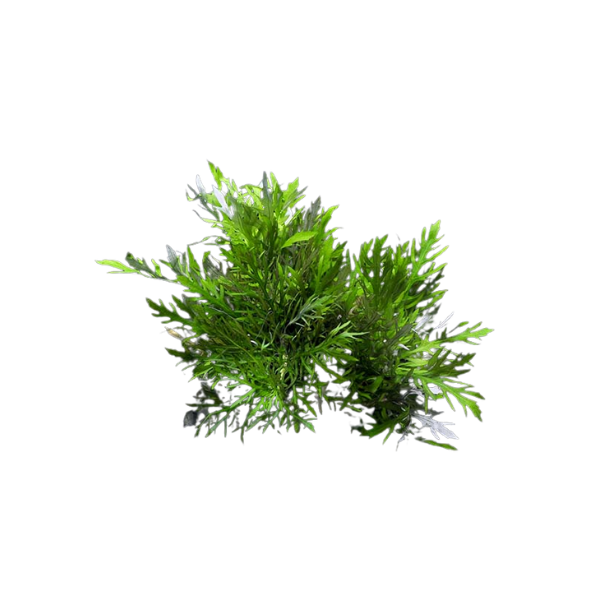 Water Wisteria Live Plant