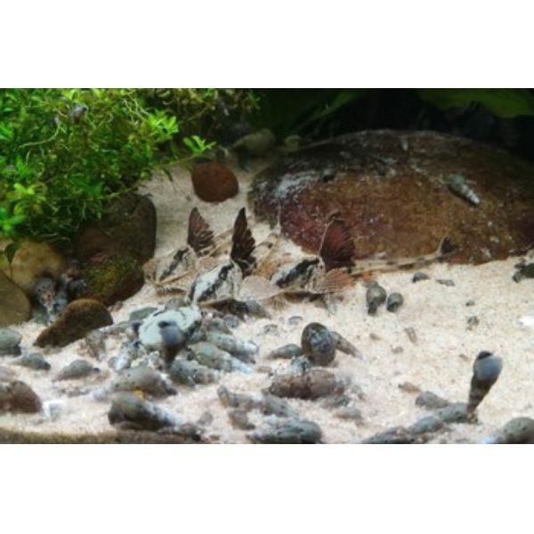Whiptail Panda Catfish