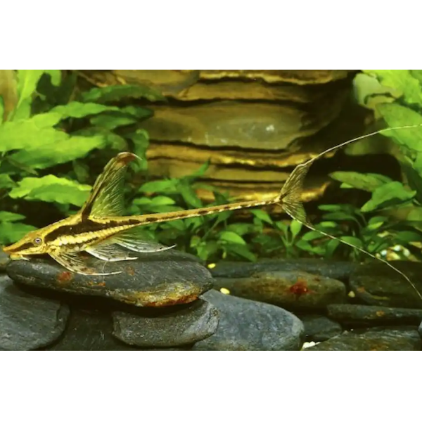 Whiptail Royal Catfish
