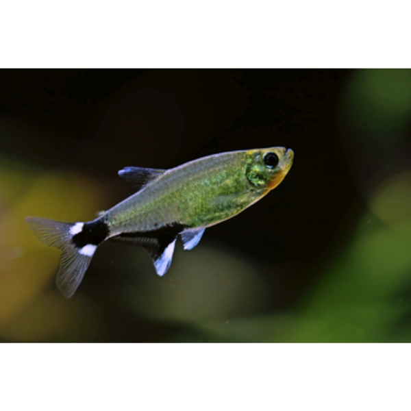 White Spot Tetra