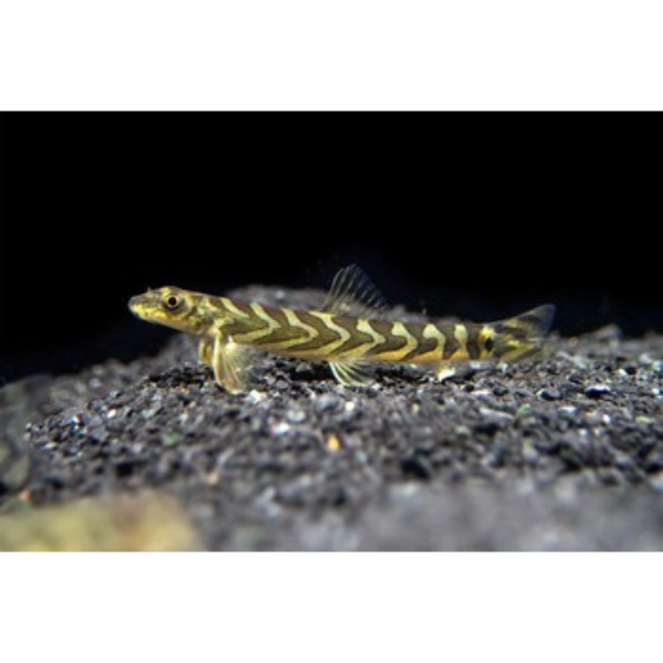 Zodiac Loach