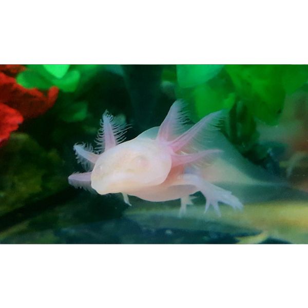 Albino Axolotl Small
