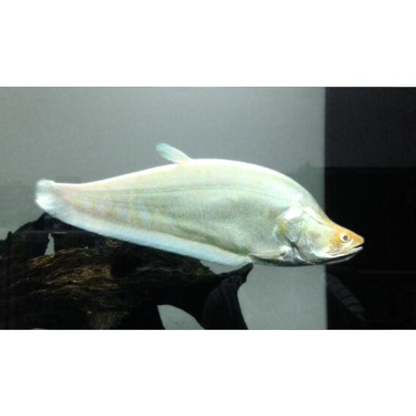 Albino Clown Knifefish