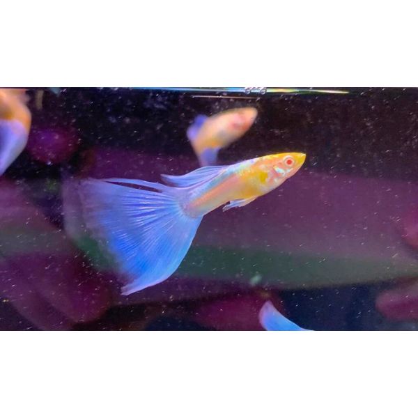 Albino Japan Blue Guppy Livebearer