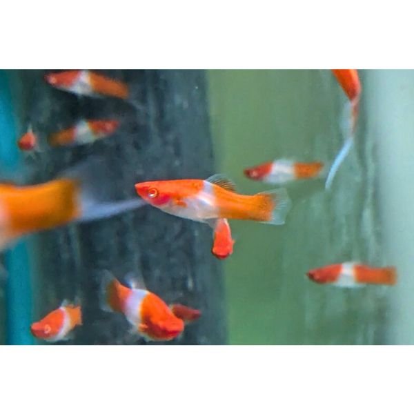 Albino Kohaku Koi Swordtail Livebearer