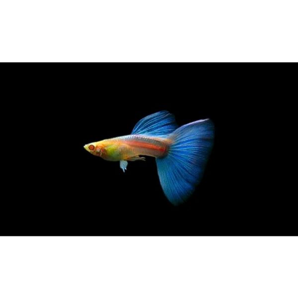 Albino Sky Blue Guppy Livebearer