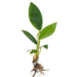 Anubias Afzelii Live Plant
