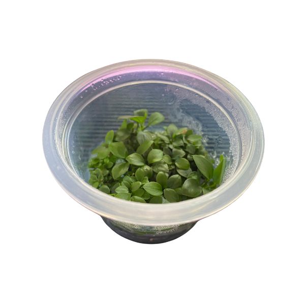 Tissue Culture - Anubias Bonsai - Image 2