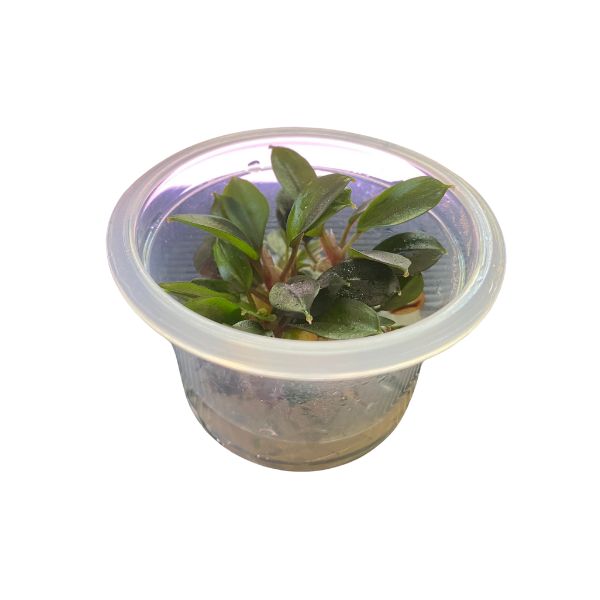 Tissue Culture - Anubias Chili - Image 2