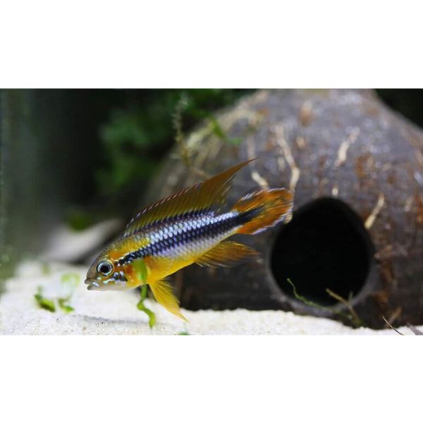 Apistogramma Agassizii 'White Seam' Dwarf Cichlid