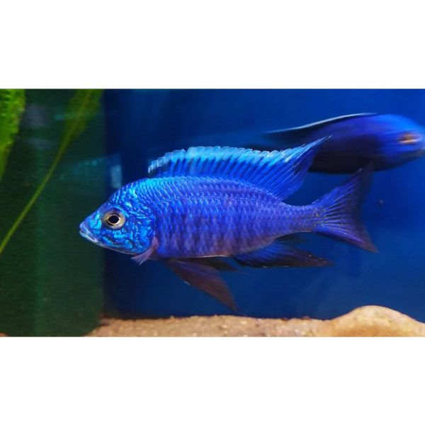 Azure Hap Rift Lake Cichlid
