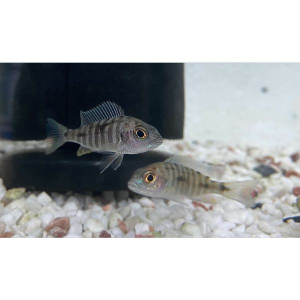 Azure Hap Rift Lake Cichlid - Image 2