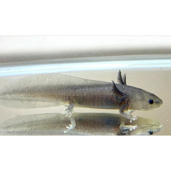 Wild-type Axolotl XS