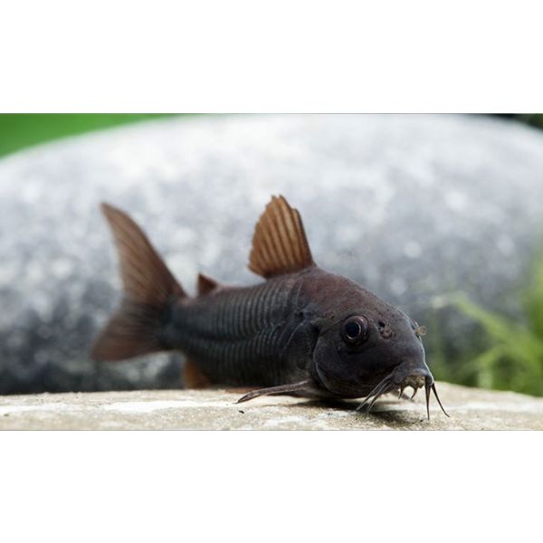 Osteogaster ('Corydoras') Black