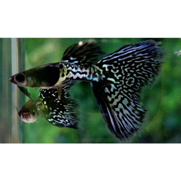 Black Metal Lace Guppy Livebearer