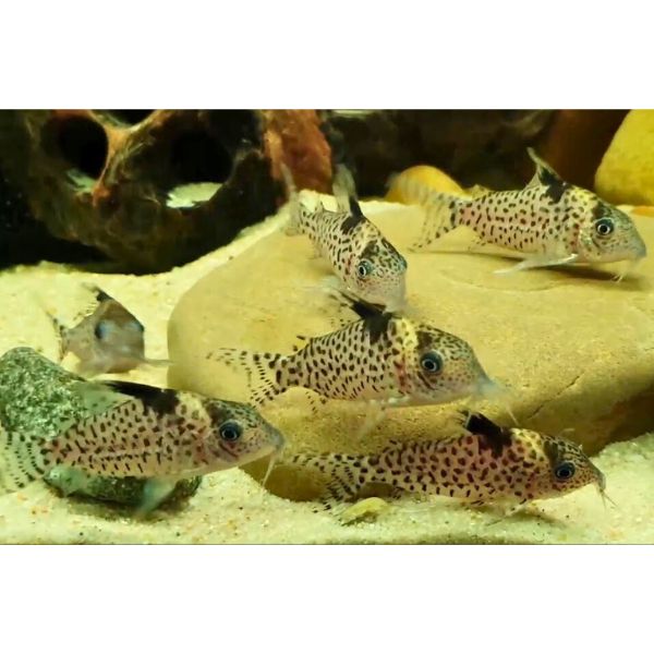 Brochis ('Corydoras') Spotted