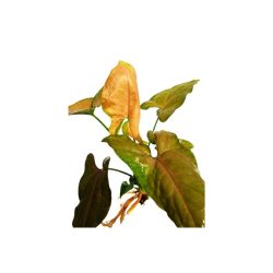 Bronze Stardust Terrarium Live Plant