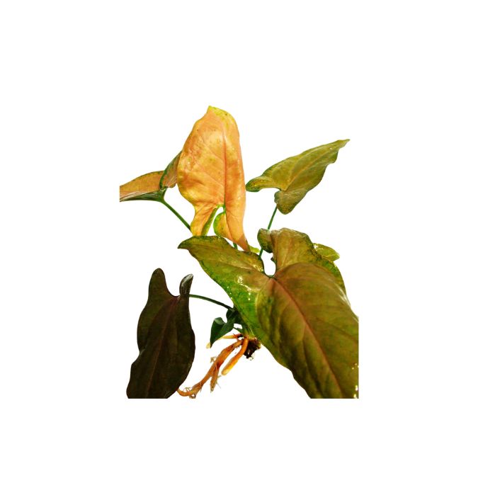 Bronze Stardust Terrarium Live Plant