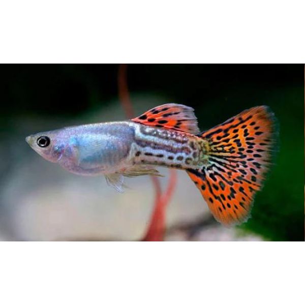 Blue Spot Cobra Guppy Male Livebearer
