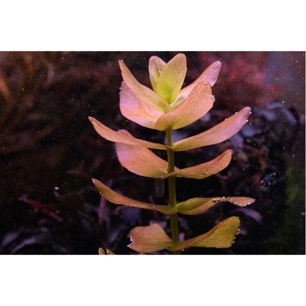 Tissue Culture - Bacopa Colorata - Image 2